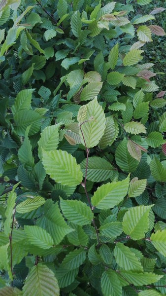 habr obecný - carpinus betulus
