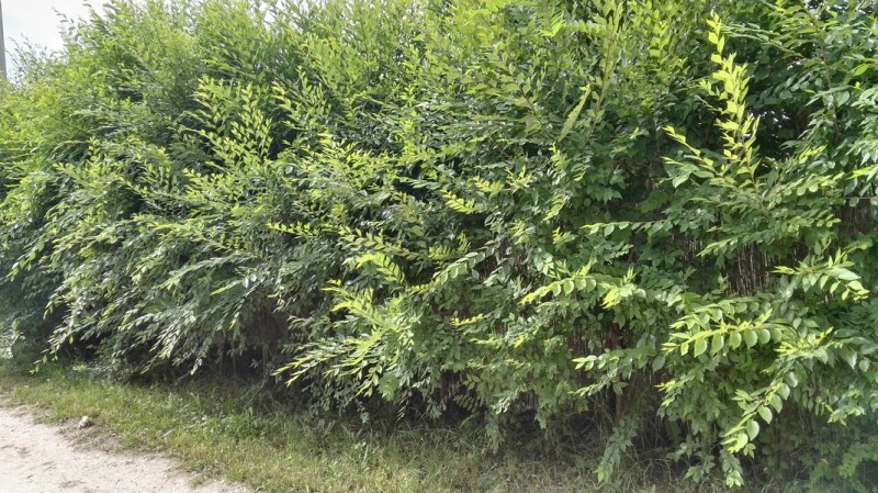 Kouzelný živý plot - jilm sibiřský - Ulmus pumila