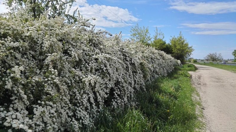 Spiraea × vanhouttei – Svatební věnec - Tavolnik