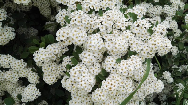 Spiraea × vanhouttei – Svatební věnec - Tavolnik